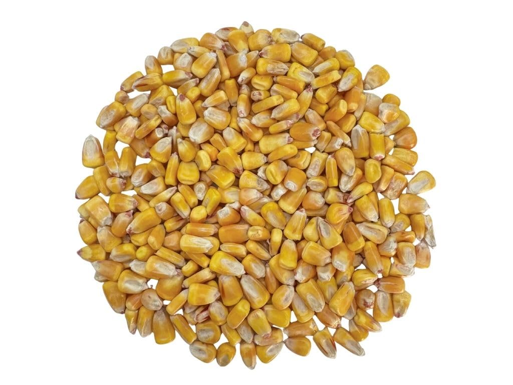 Yellow Corn Maiz Amarillo Whole Dried Premium Mexican Corn Whole Kernels Product of Mexico