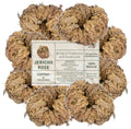 Large Jericho Flower (2.5"–3.5") – Premium Rosa de Jericho | Resurrection Plant for Unique Home Decor 8 pack